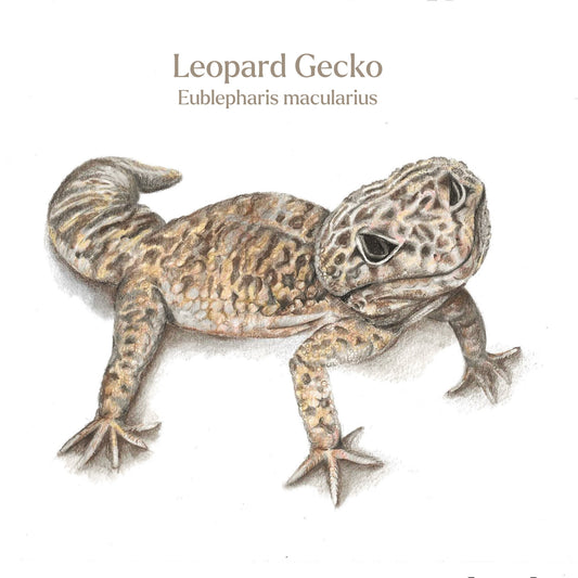Illustration of a leopard gecko on a white background