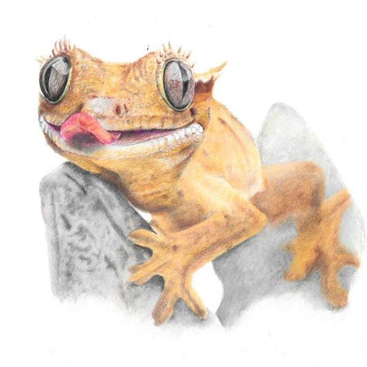 Illustration of a funny crested gecko on a rock