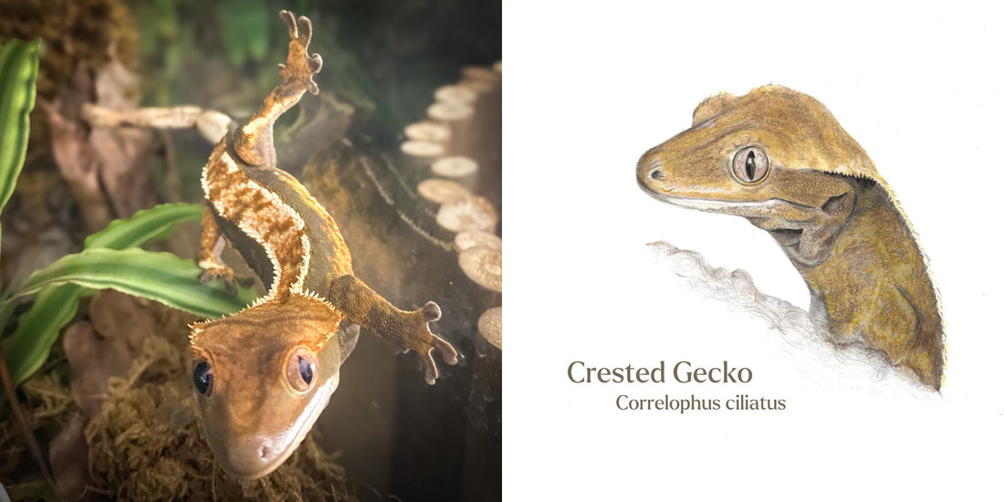 Image showing a crested gecko looking at the camera alongside a drawing of a crested gecko