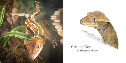 Image showing a crested gecko looking at the camera alongside a drawing of a crested gecko