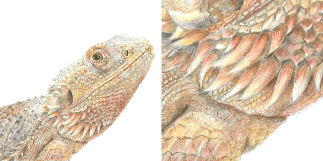 Why I love to draw reptiles
