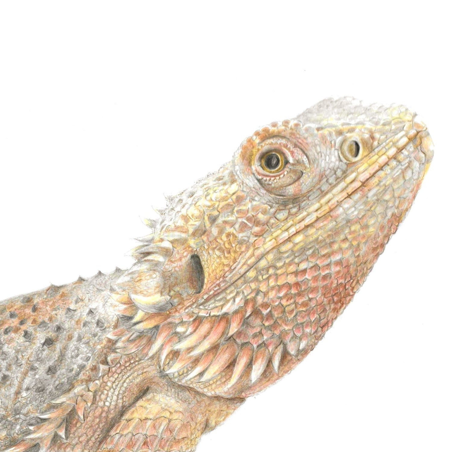 Bearded Dragon Art