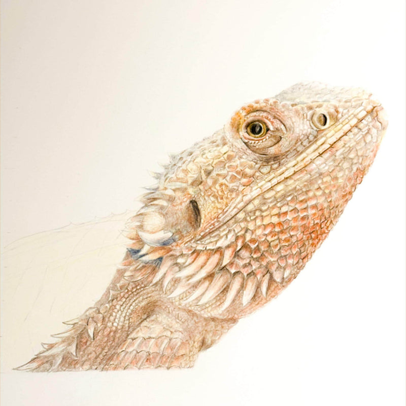 Bearded Dragon Latin 6 x 6 Mounted Print