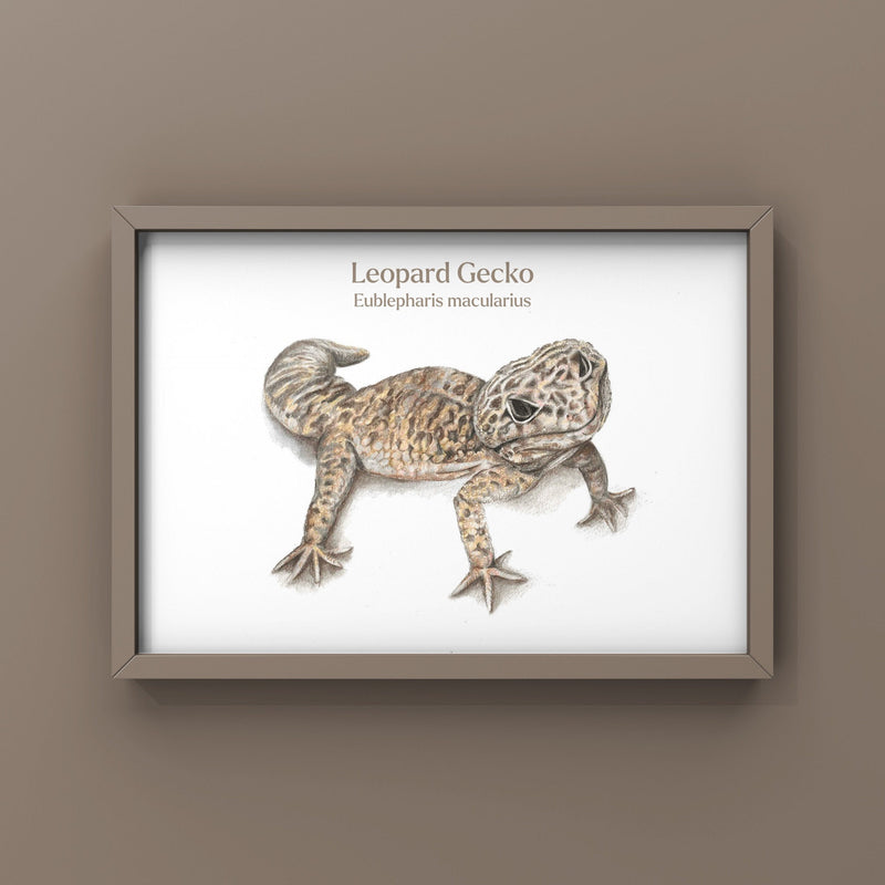 Leopard Gecko Latin A4 Print