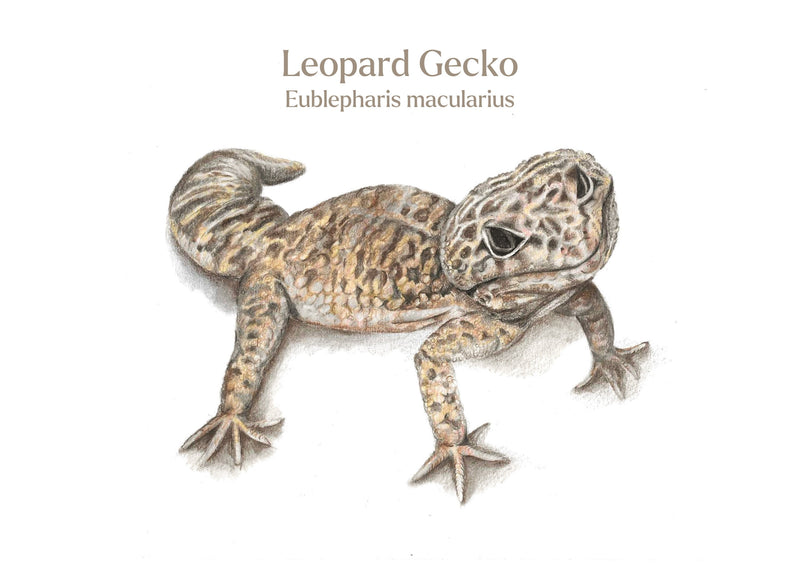 Leopard Gecko Latin A4 Print