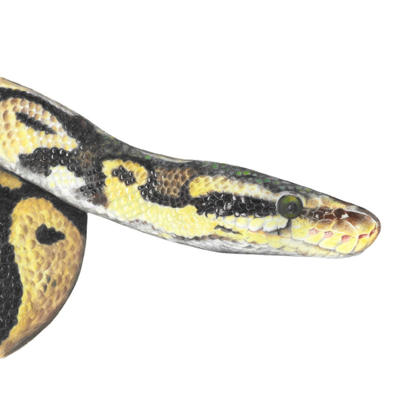 Colorful colour pencil drawing of a snake on a white background