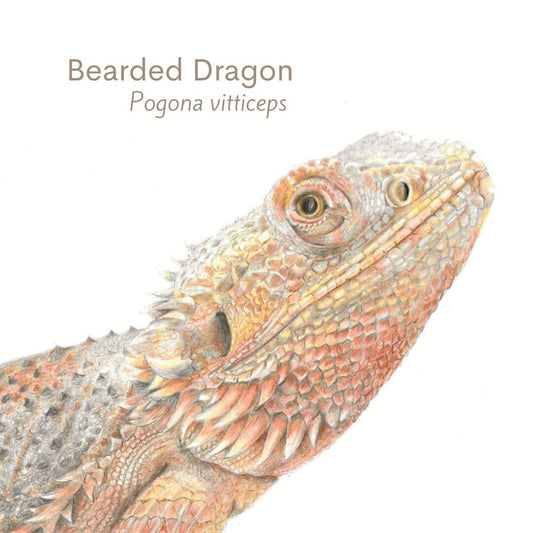 Bearded dragon colour pencil drawing with text 'Bearded Dragon Pogona vitticeps' on a white background