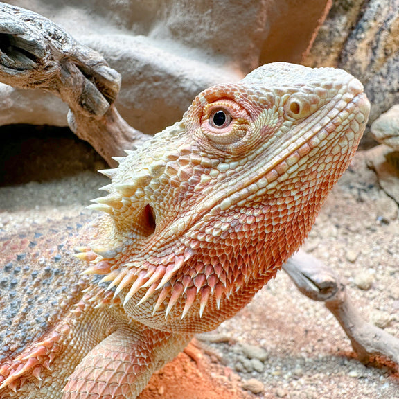 Close-up photograph of a bearded dragon on a natural background