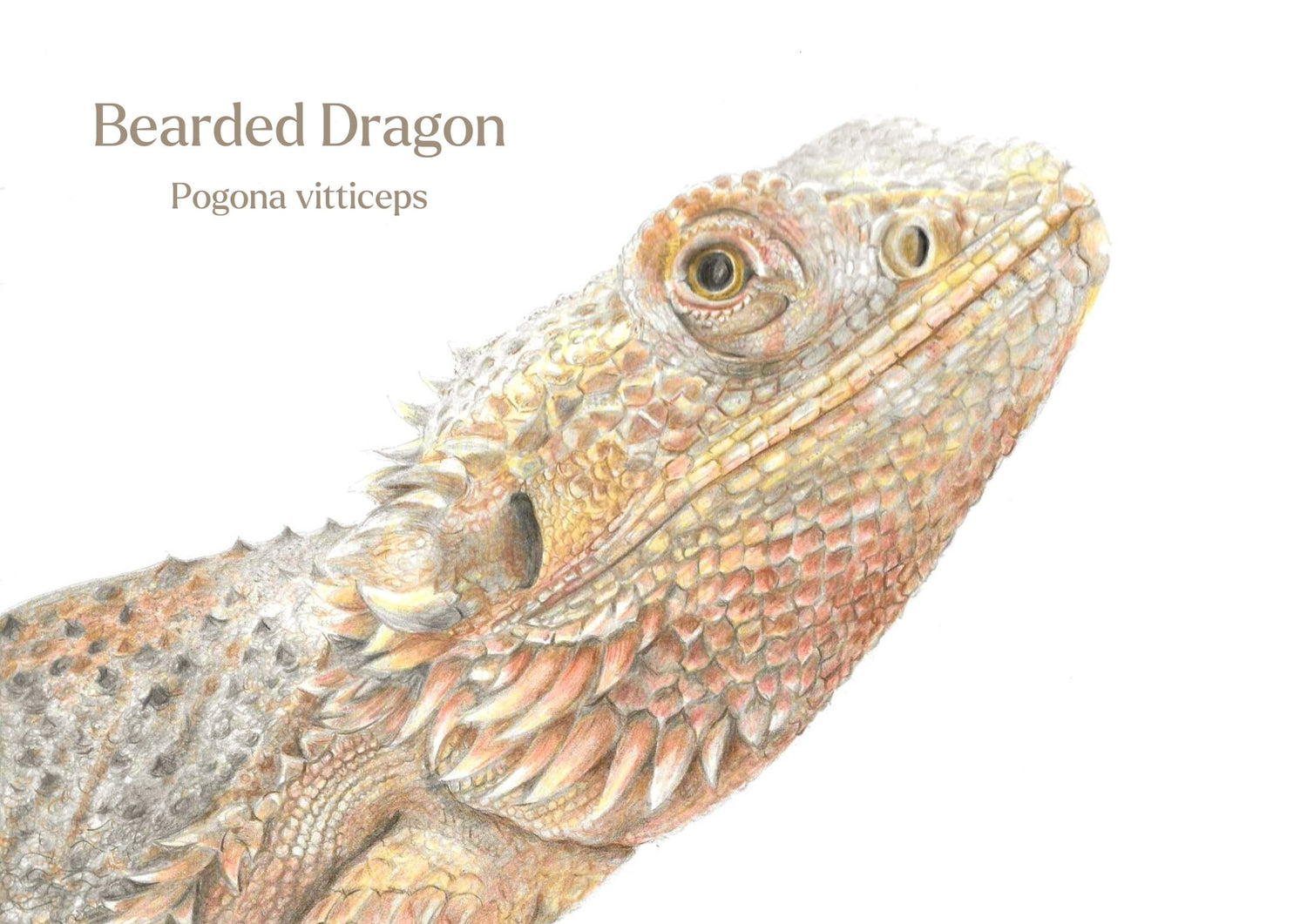 Illustration of a bearded dragon with text indicating the species name.