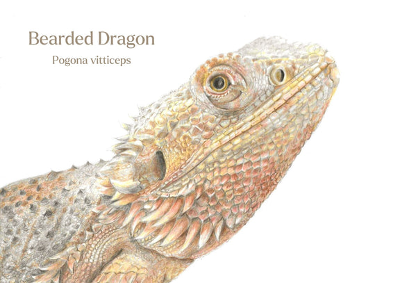 Illustration of a bearded dragon with text indicating the species name.