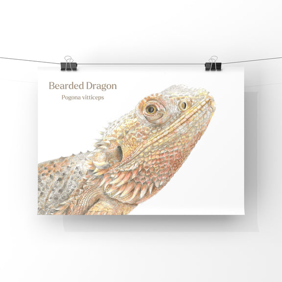 Bearded dragon on a white background with text