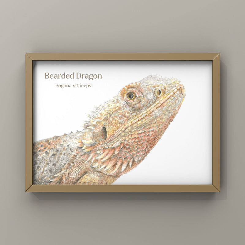 Framed artwork of a bearded dragon on a white background and beige wall