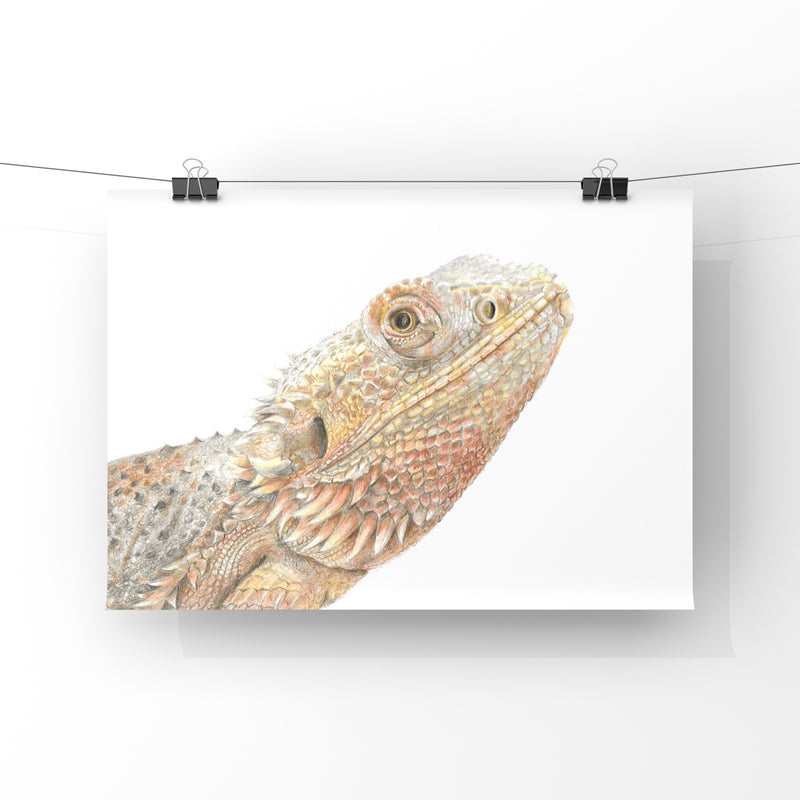 Bearded dragon colour pencil drawing on a white background