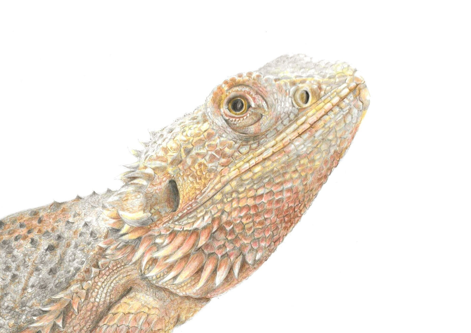 Colour pencil drawing of a close-up of a bearded dragon on a white background