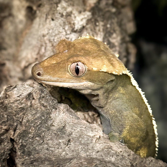 Crested Gecko on a tree trunk with a blurred natural background