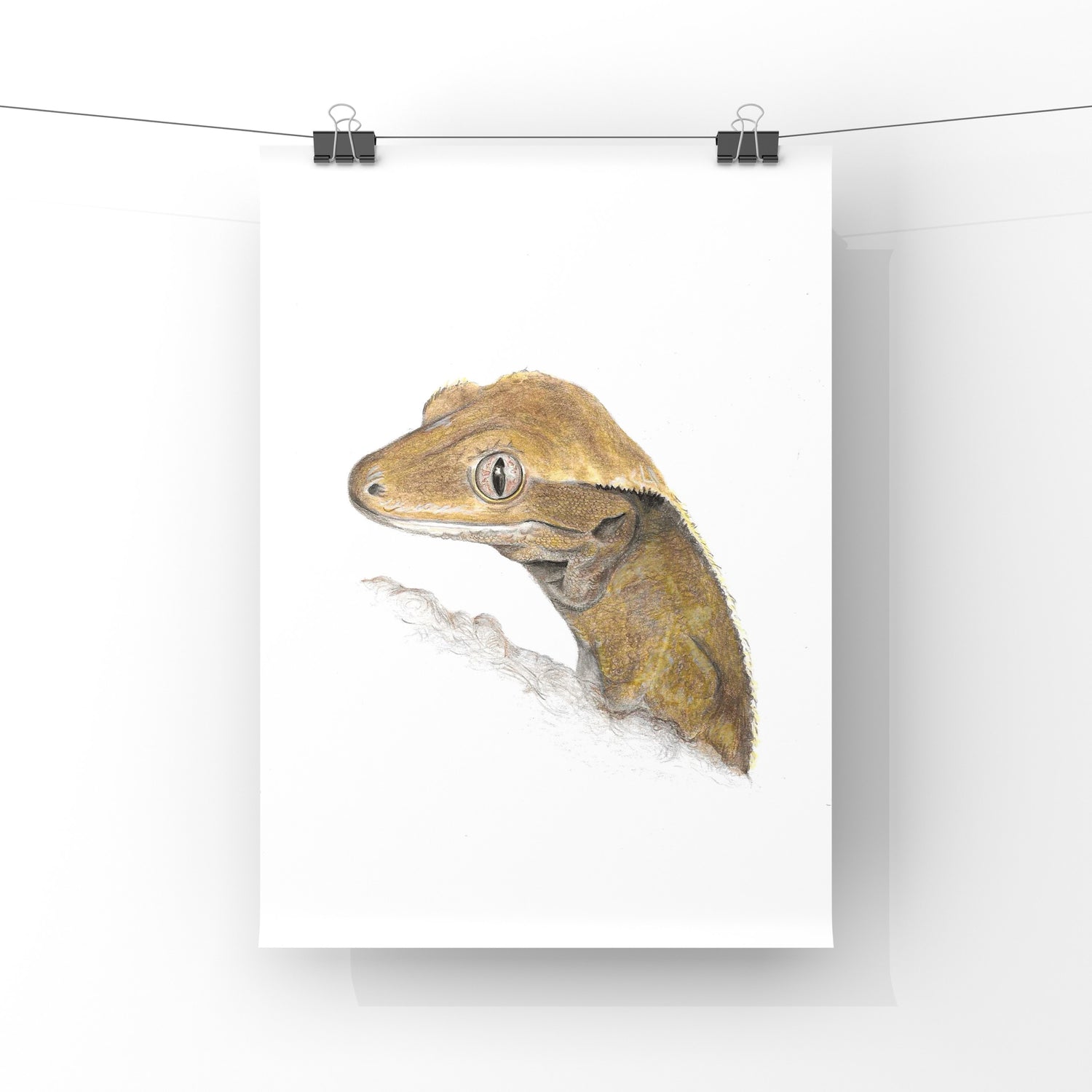 Illustration of a crested gecko on a white background. Portrait print clipped onto a wire.