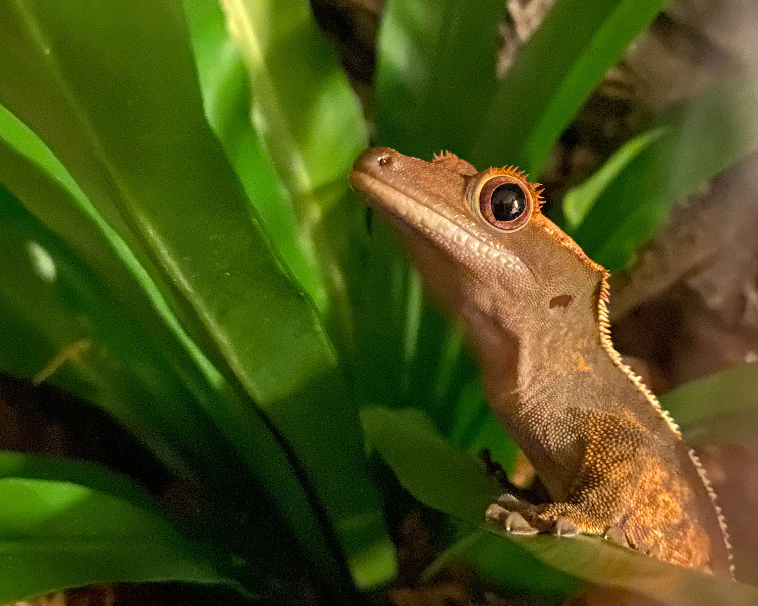 Image with text section