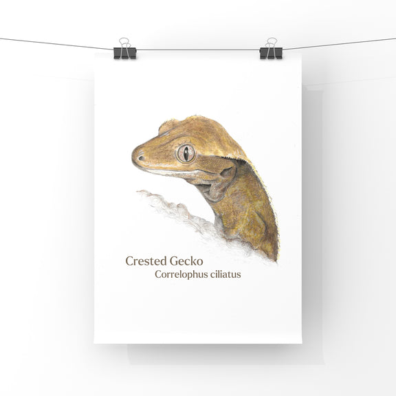 Illustration of a crested gecko on a white background