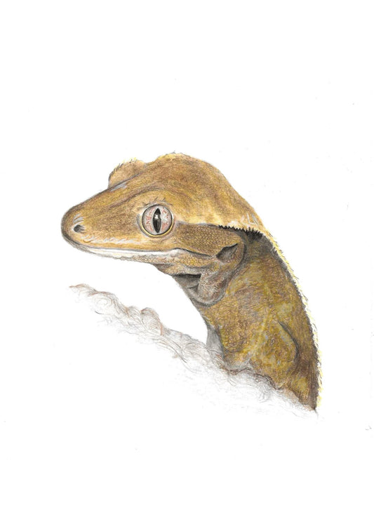 Illustration of a crested gecko on a white background