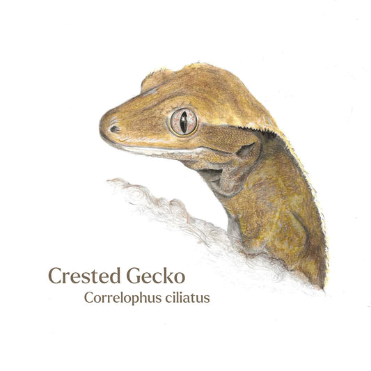 Illustration of a crested gecko on a white background