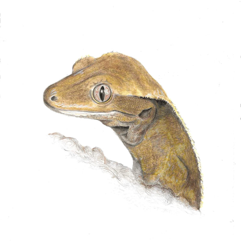 Illustration of a crested gecko on a white background