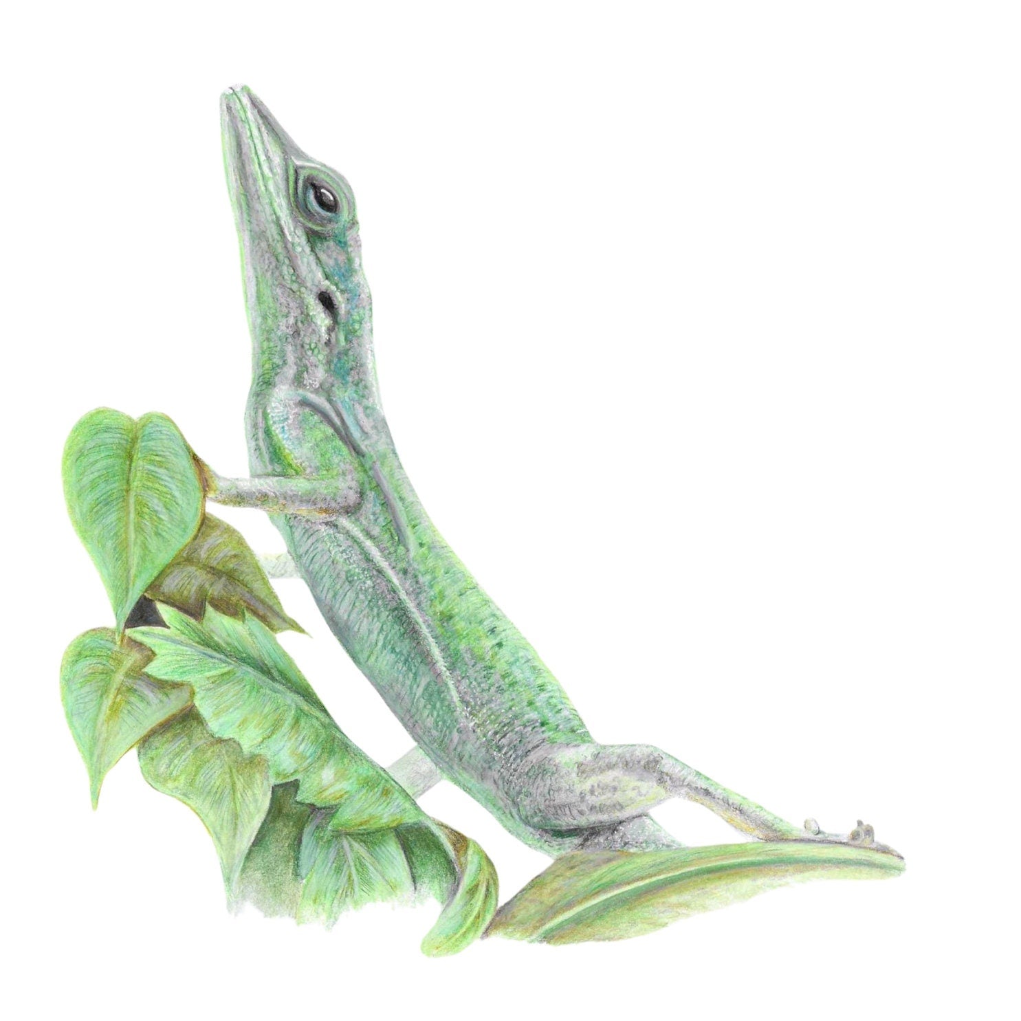 Colour pencil Illustration of a green lizard on a branch with leaves
