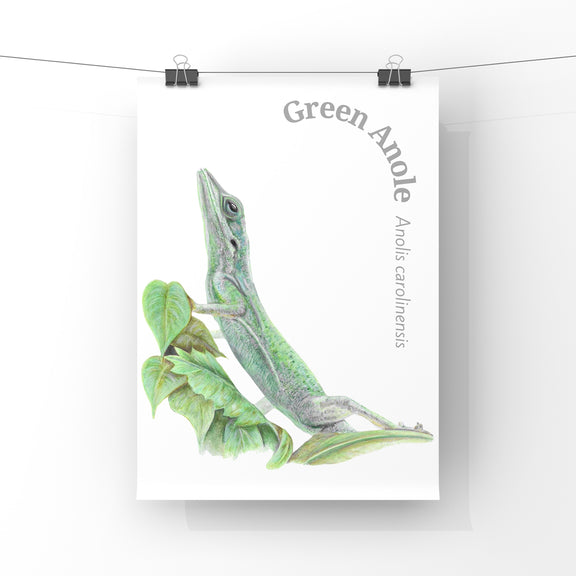 Print of a green anole lizard with scientific name on a white background