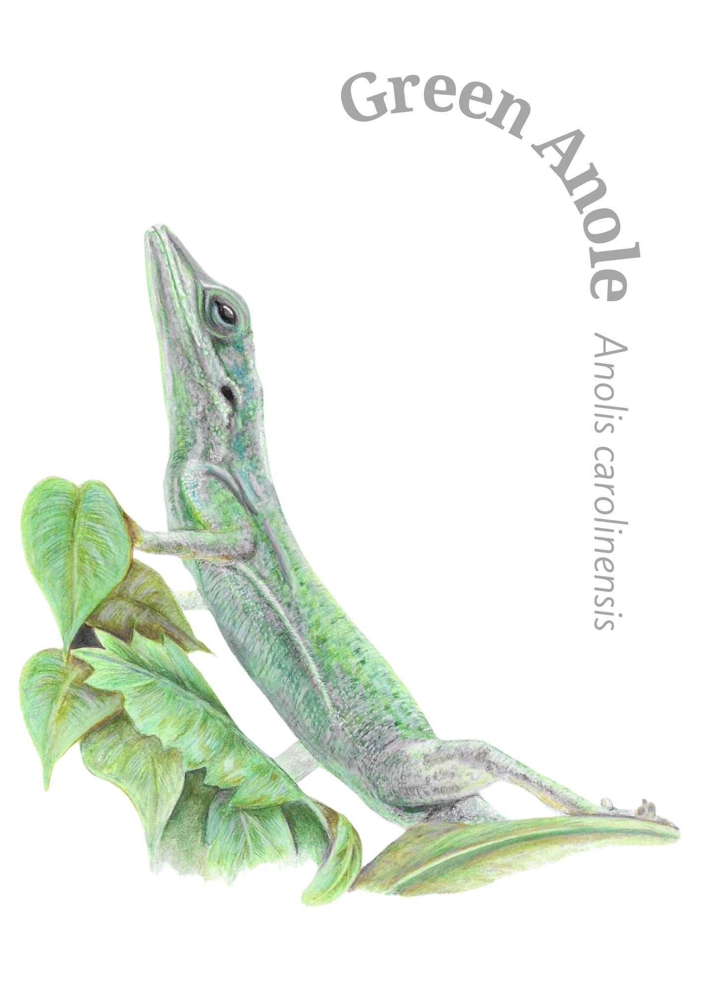 Illustration of a green anole lizard with scientific name on a white background
