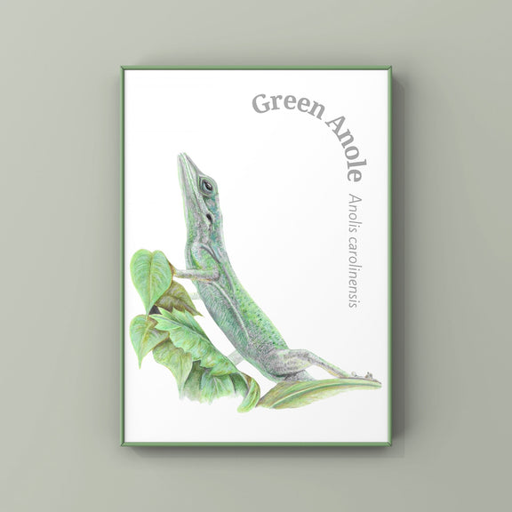 Framed artwork of a green anole lizard on a white background. Hanging on a green wall