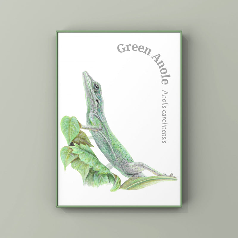 Framed artwork of a green anole lizard on a white background. Hanging on a green wall