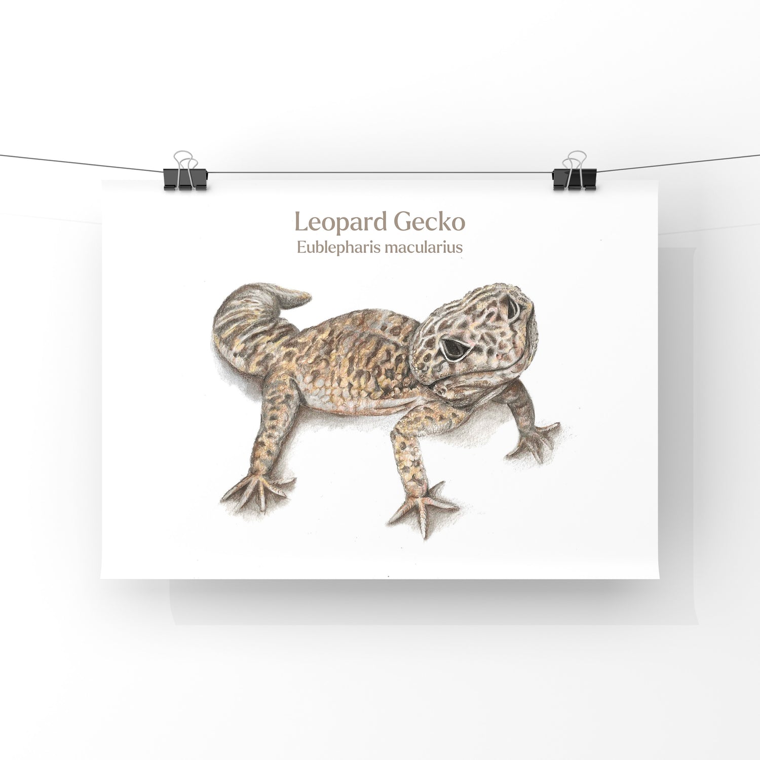Illustration of a leopard gecko on a white background with text.