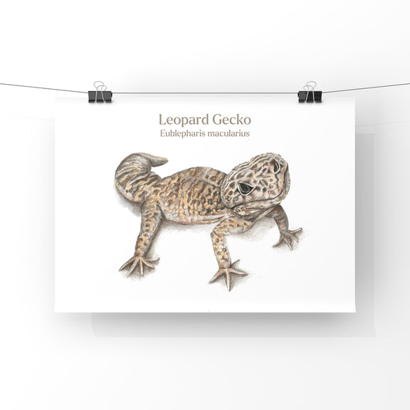 Illustration of a leopard gecko on a white background with text.