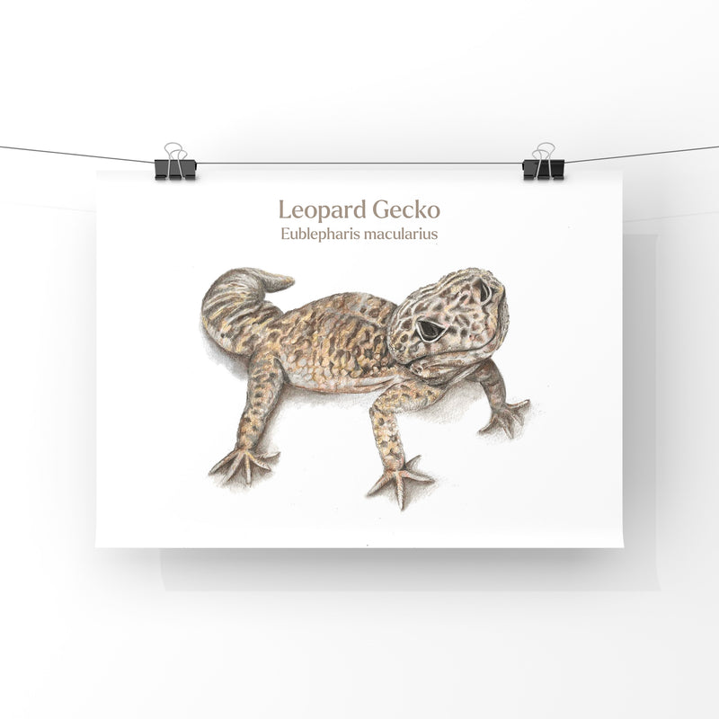 Illustration of a leopard gecko on a white background with text.