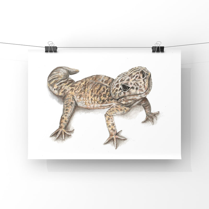 Illustration of a Leopard gecko on a white background with clips.