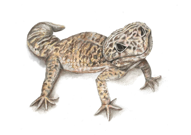 Illustration of a Leopard Gecko on a white background