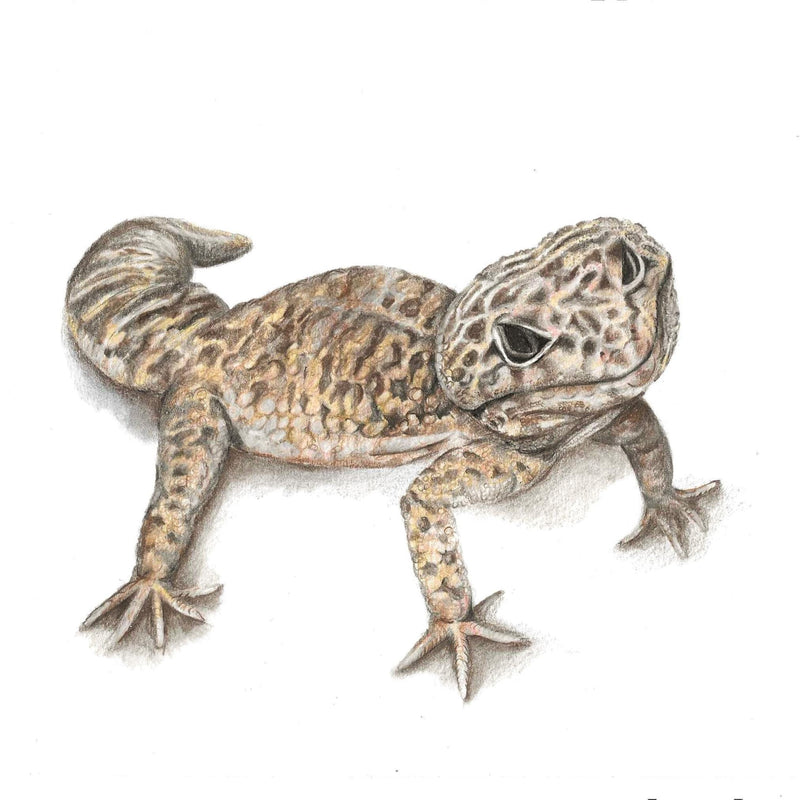 Hand drawn Illustration of a Leopard Gecko lizard on a white background