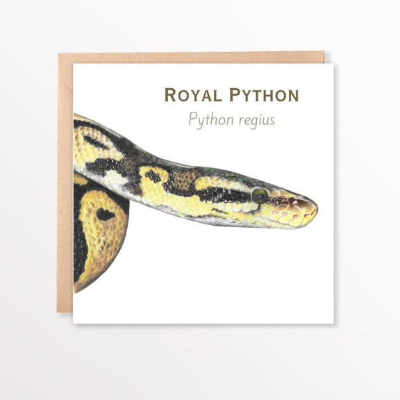 Card with a illustration of a royal python and text on a white background with envelope