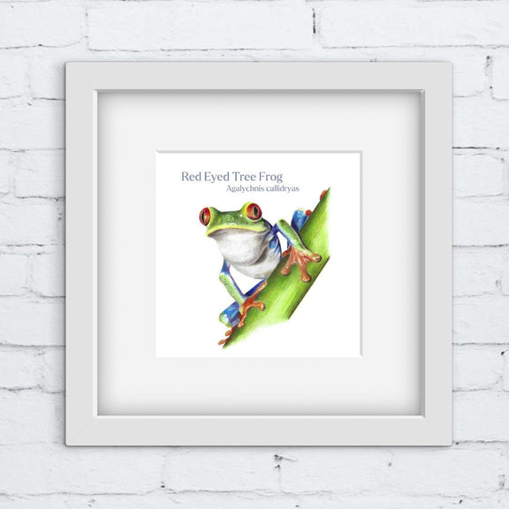 Framed artwork of a red-eyed tree frog drawing on a white brick wall background