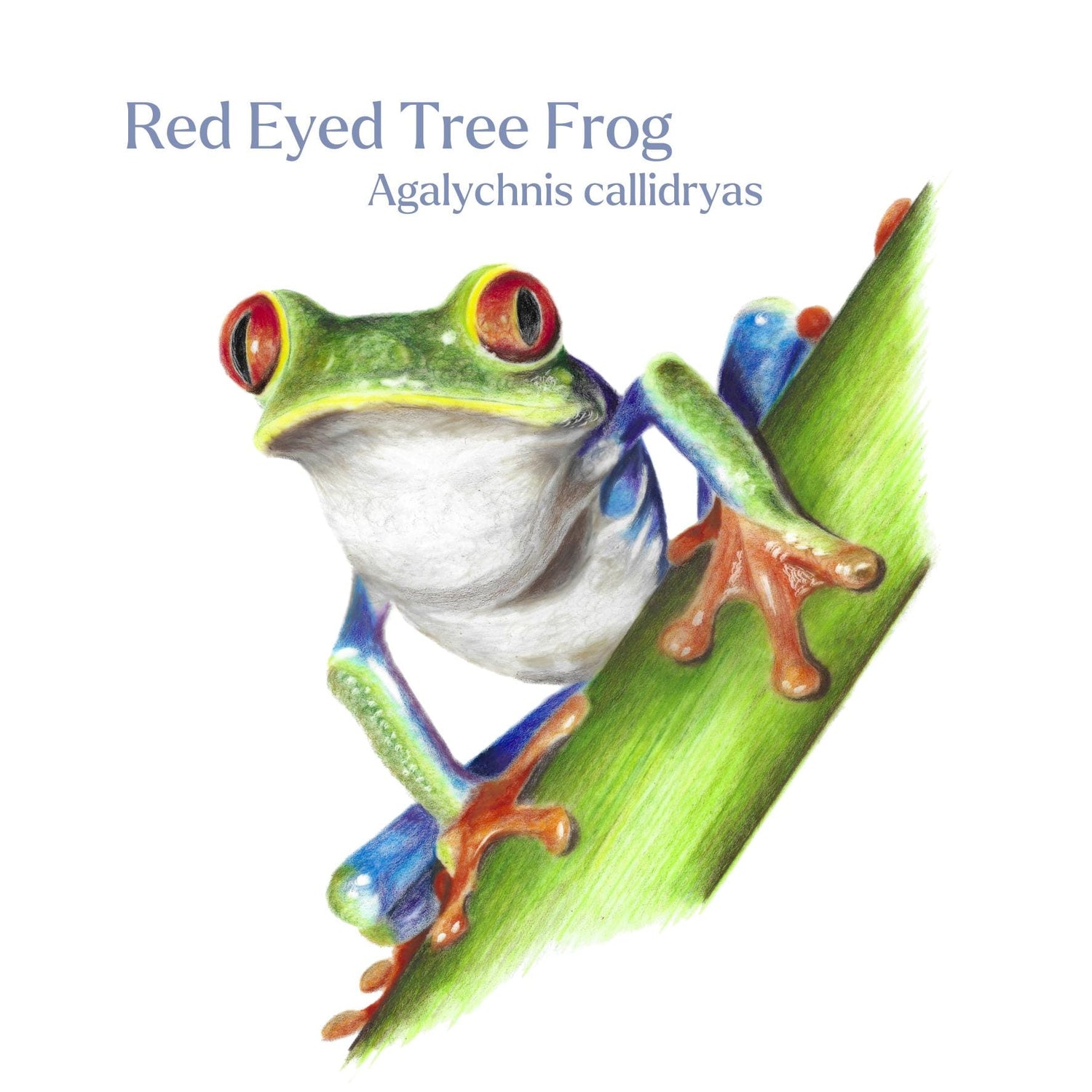 Illustration of a red-eyed tree frog on a leaf with Latin text above.