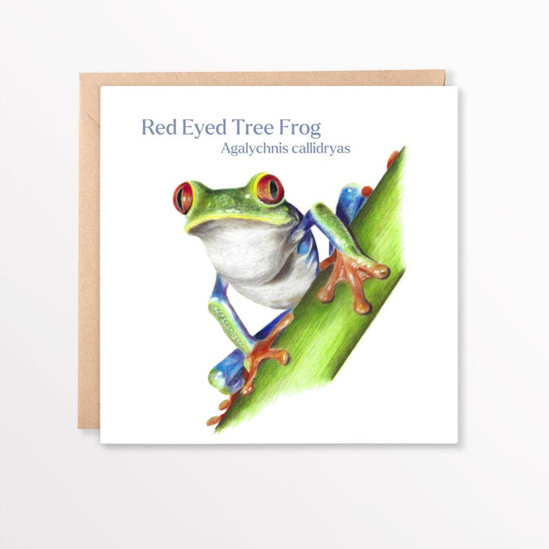 Greeting card with a red-eyed tree frog illustration on a white background and envelope