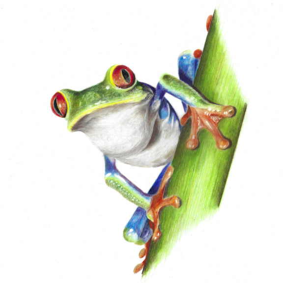 Colorful frog colour pencil drawing illustration on a white background