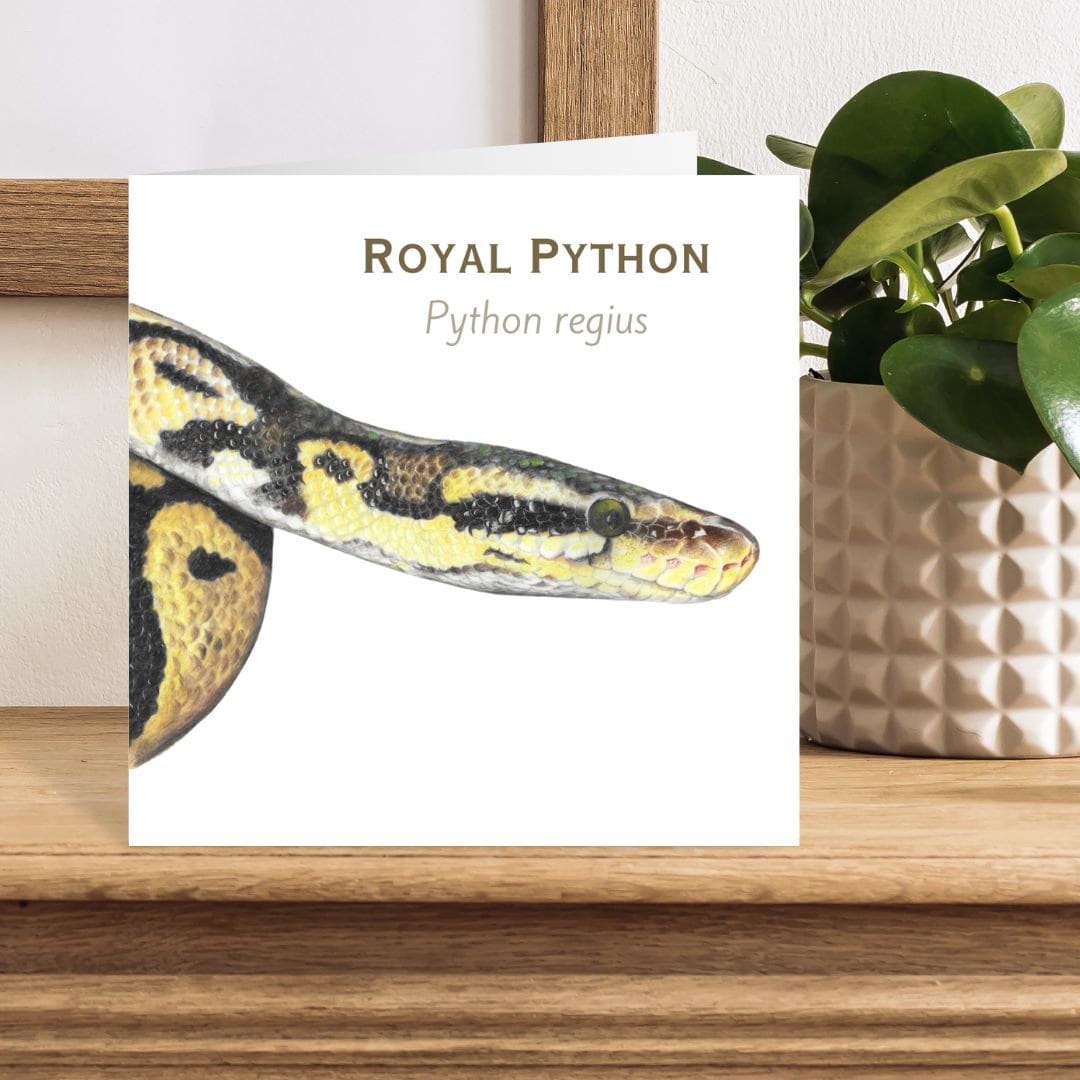 Card with a illustration of a Royal Python on a wooden surface with a plant in the background