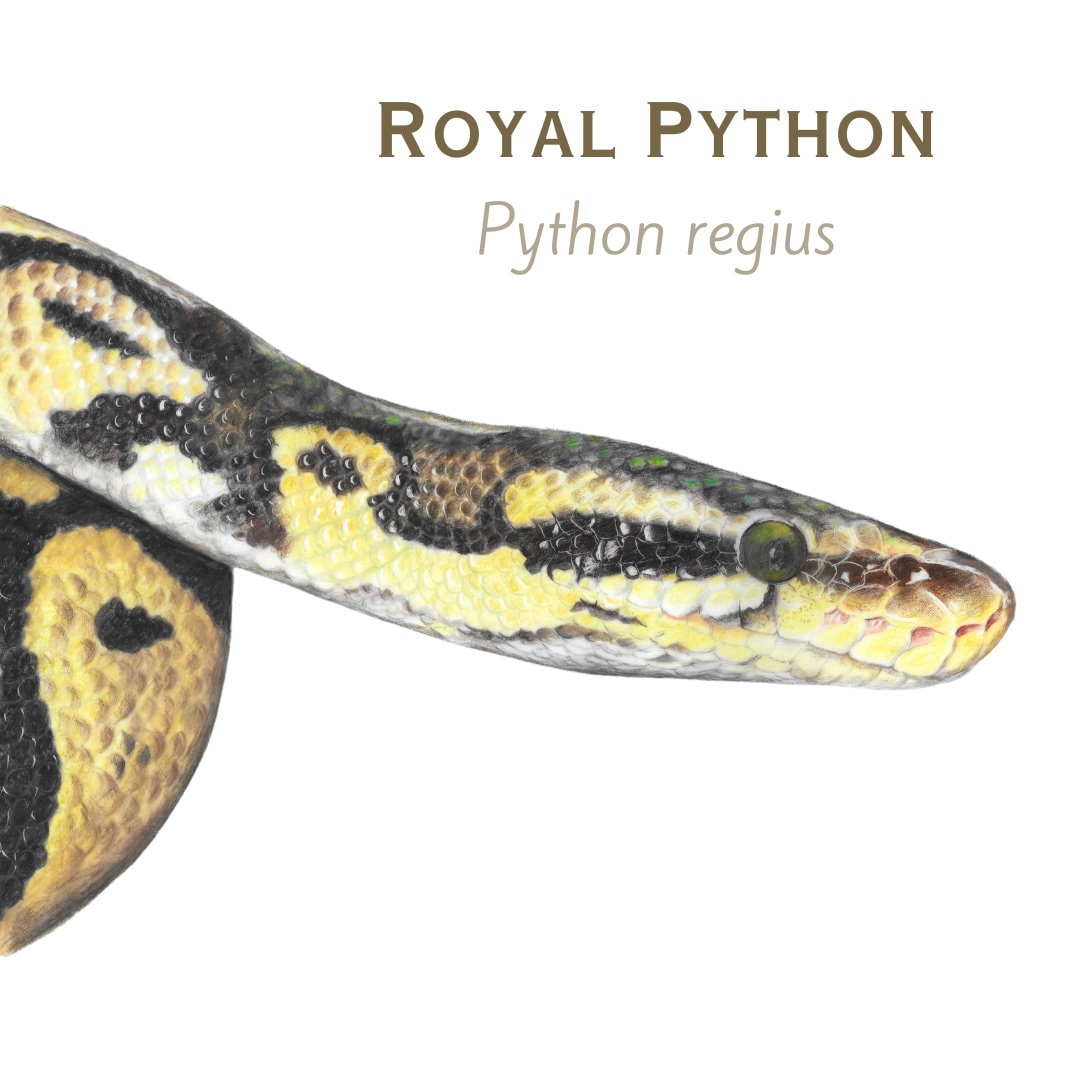 Royal Python with text indicating 'Python regius' on a white background