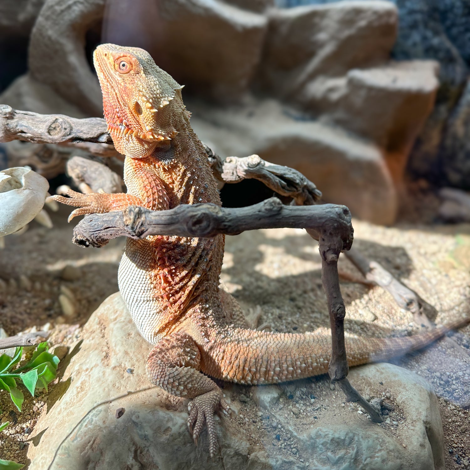 Image with text section