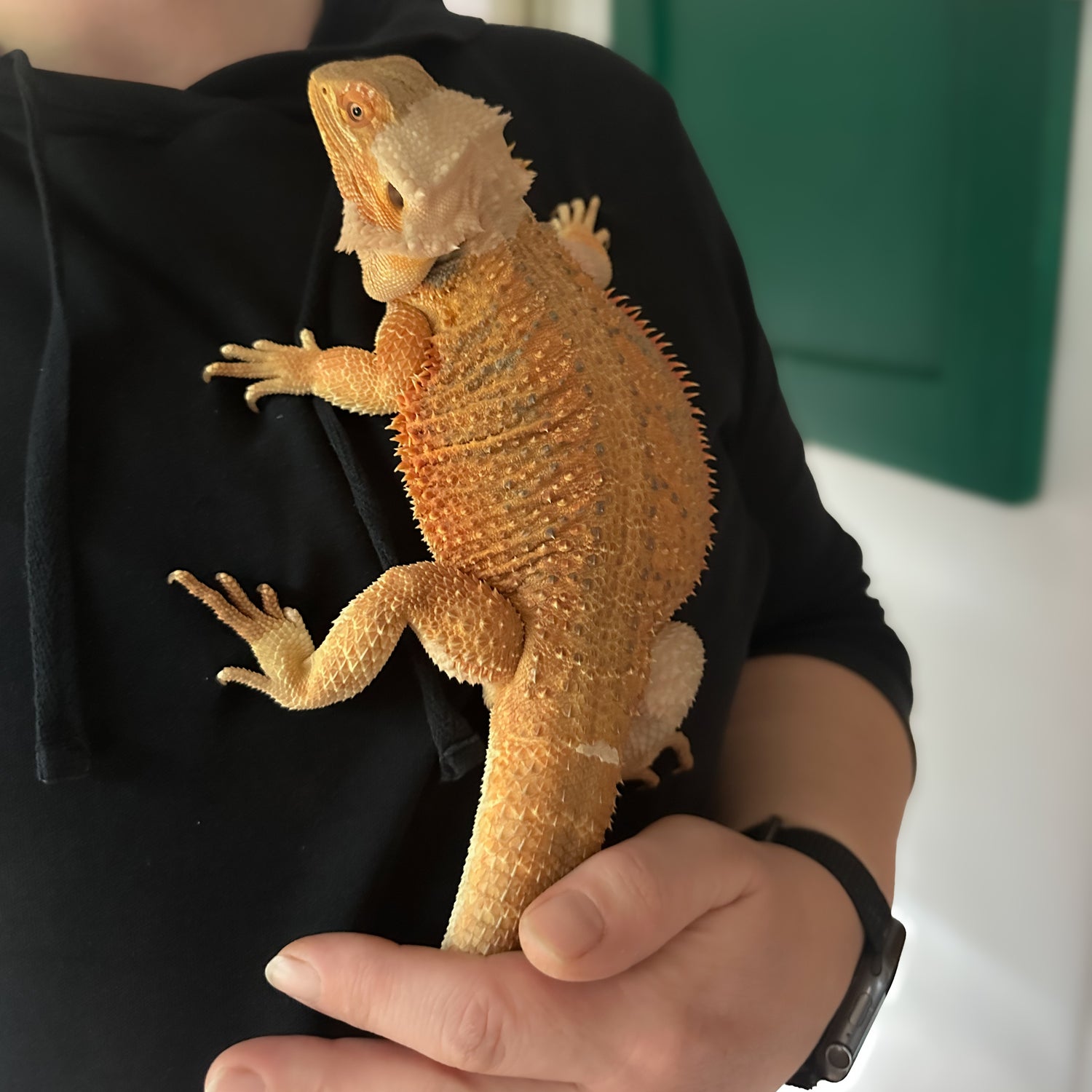 Image with text section