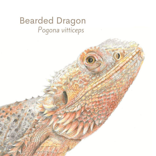 Bearded dragon colour pencil illustration with scientific name on a white background