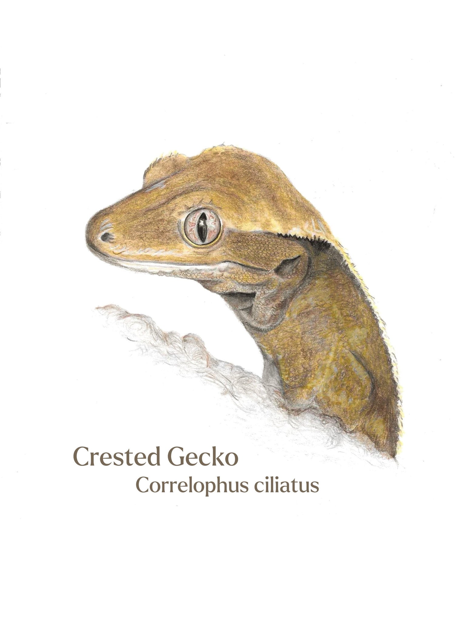 Illustration of a crested gecko on a white background with latin text
