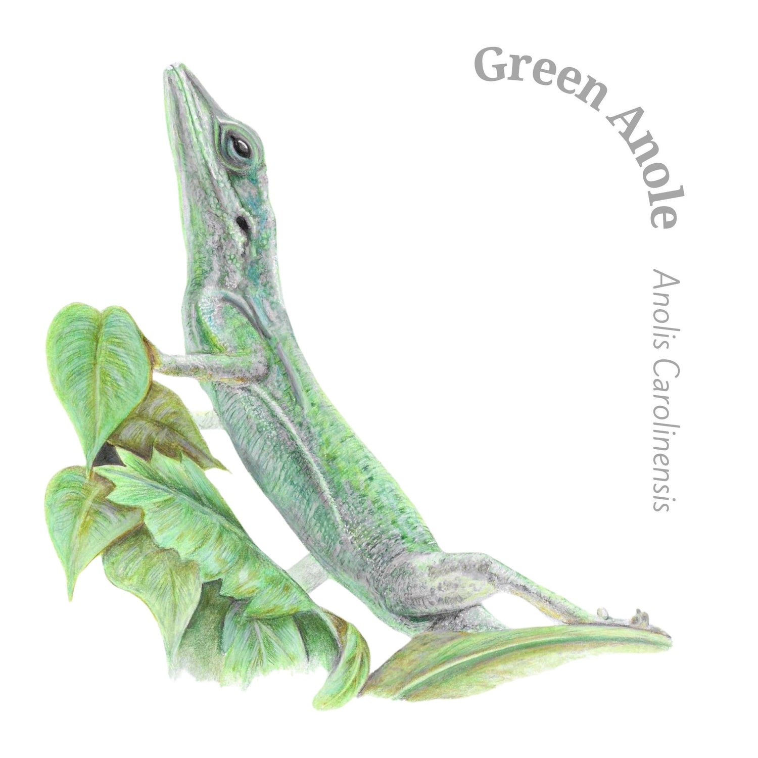 Illustration of a green anole lizard on a branch with leaves and latin text